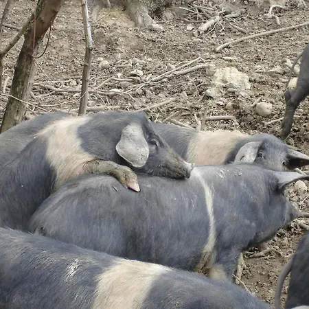 Tatil Evi In With Pool